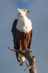 13-African Fish eagle